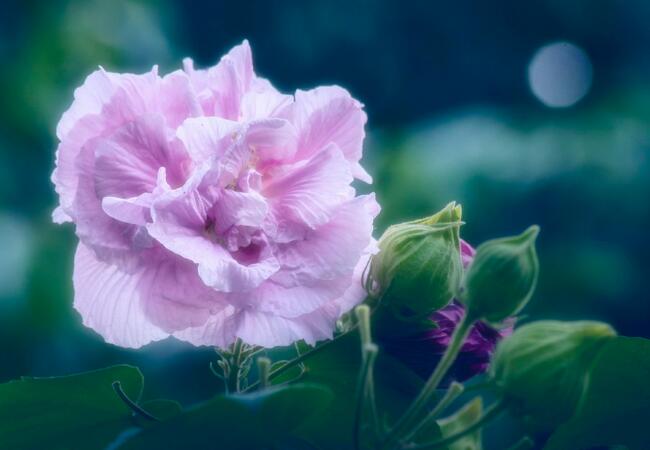 芙蓉花