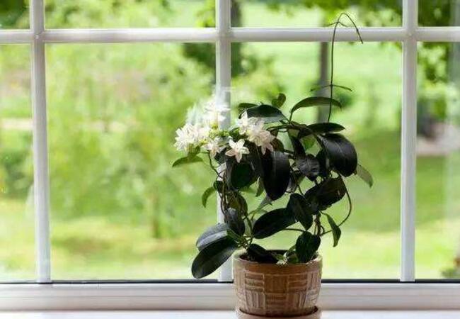 茉莉花
