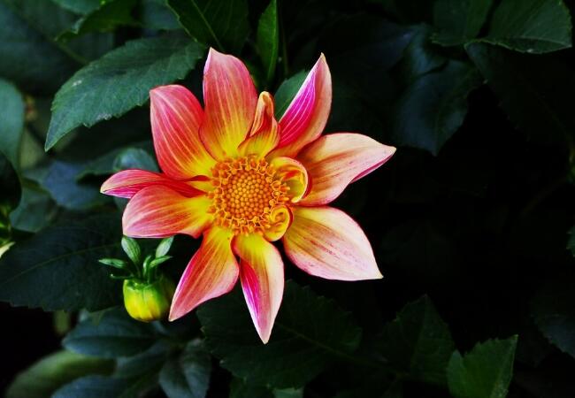 小丽花