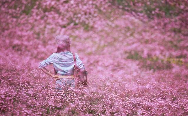 霞草