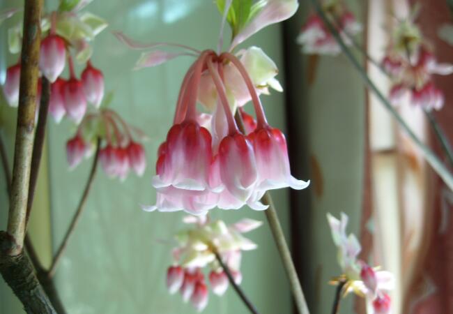 风铃花
