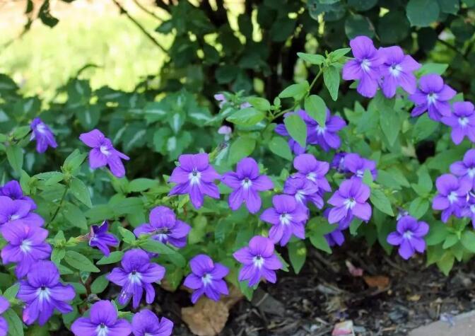 蓝英花