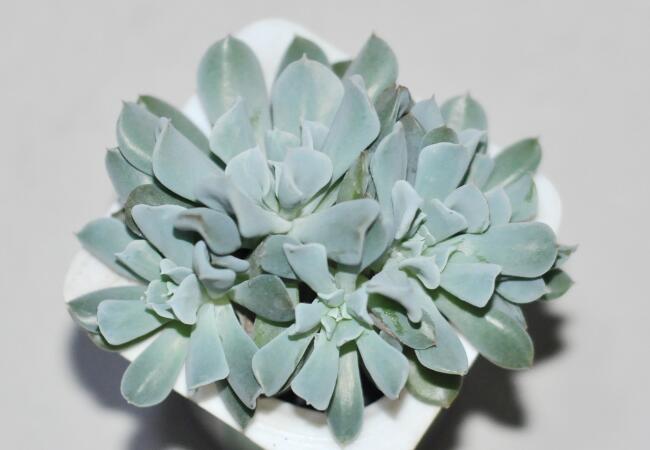 特玉莲