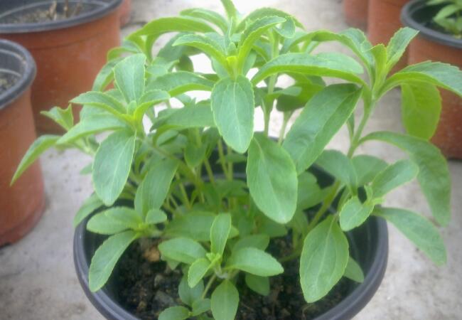 甜叶菊