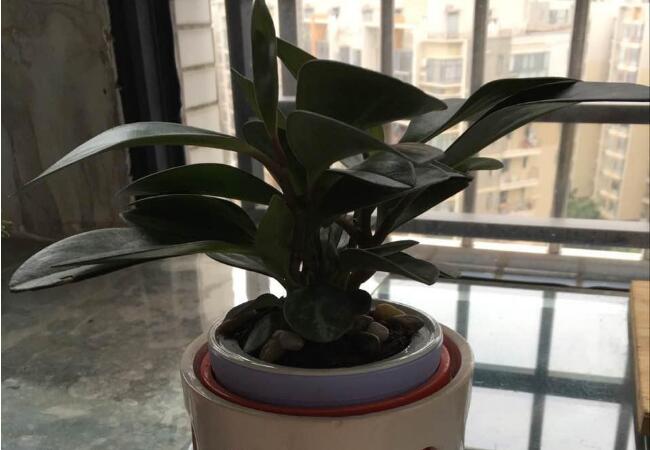 紫边碧玉
