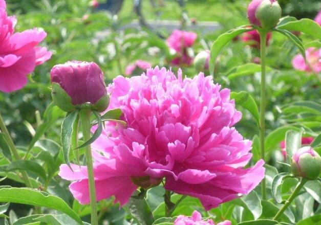 芍药