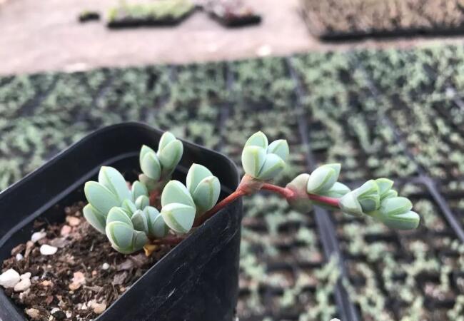碧玉莲