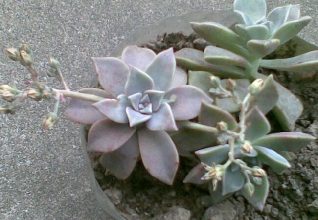 石莲花