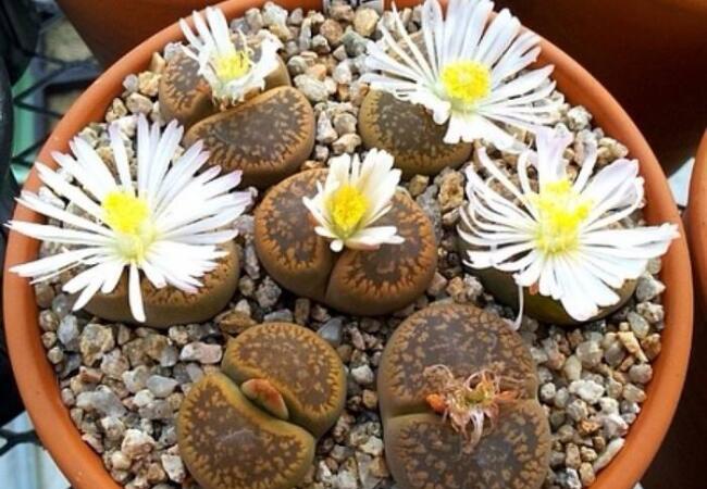 生石花