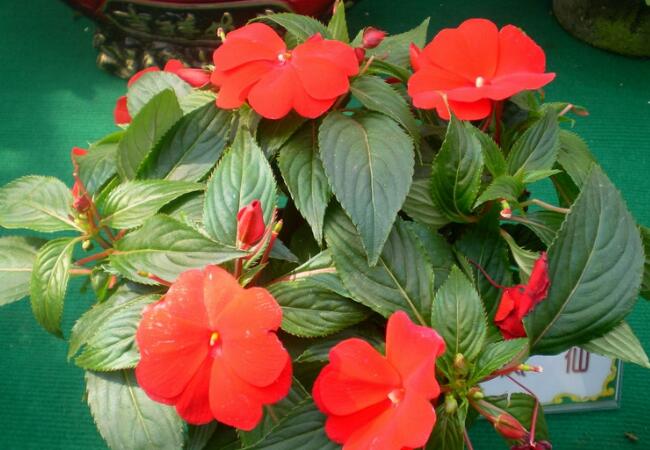 非洲凤仙花