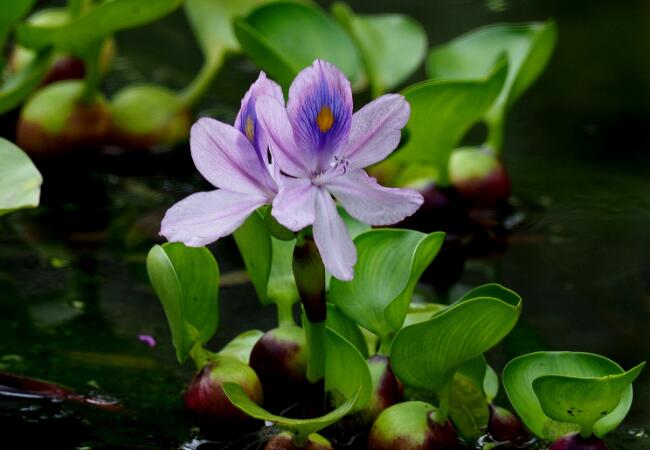 水葫芦