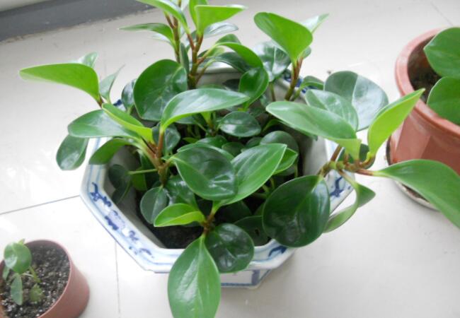 青叶碧玉