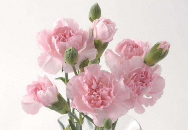 康乃馨