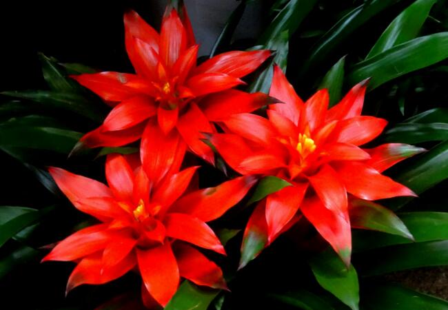 水塔花