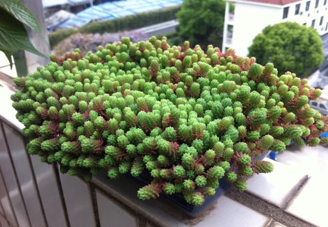 薄雪万年草