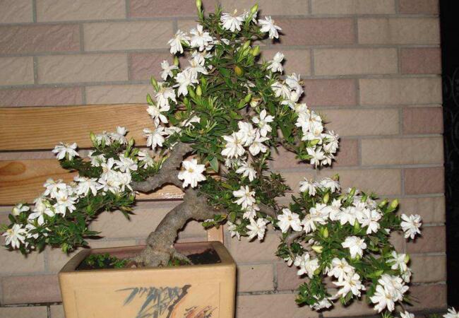 栀子花