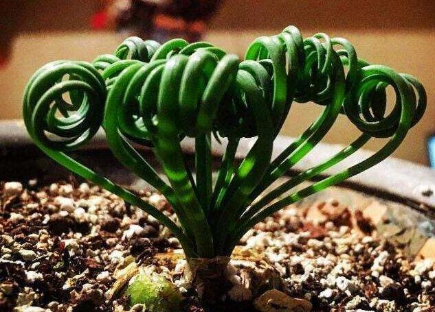 弹簧草